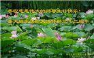 湖北大法弟子恭贺世界法轮大法日暨师尊华诞(21条)