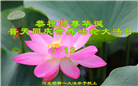河北大法弟子恭贺世界法轮大法日暨师尊华诞(20条)