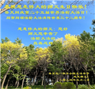 秦皇岛大法弟子恭贺世界法轮大法日暨师尊华诞(19条)