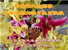 北京大法弟子恭贺世界法轮大法日暨师尊华诞(21条)