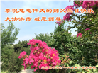 乡村大法弟子恭贺世界法轮大法日暨师尊华诞(22条)