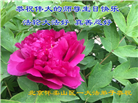 北京大法弟子恭贺世界法轮大法日暨师尊华诞(21条)