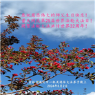 大陆国家机关大法弟子恭贺世界法轮大法日暨师尊华诞(16条)