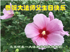 北京大法弟子恭贺世界法轮大法日暨师尊华诞(23条)