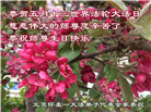 北京大法弟子恭贺世界法轮大法日暨师尊华诞(21条)