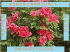 郑州大法弟子恭贺世界法轮大法日暨师尊华诞(21条)