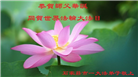 石家庄大法弟子恭贺世界法轮大法日暨师尊华诞(22条)