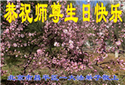 北京大法弟子恭贺世界法轮大法日暨师尊华诞(21条)