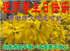 北京大法弟子恭贺世界法轮大法日暨师尊华诞(21条)