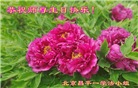 北京大法弟子恭贺世界法轮大法日暨师尊华诞(22条)