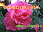 北京大法弟子恭贺世界法轮大法日暨师尊华诞(23条)