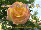 北京大法弟子恭贺世界法轮大法日暨师尊华诞(23条)