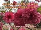 北京大法弟子恭贺世界法轮大法日暨师尊华诞(18条)