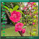 内蒙古大法弟子恭贺世界法轮大法日暨师尊华诞(25条)