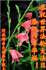 河北大法弟子恭贺世界法轮大法日暨师尊华诞(24条)