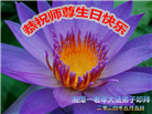 湖南大法弟子恭贺世界法轮大法日暨师尊华诞(25条)