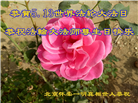 北京大法弟子恭贺世界法轮大法日暨师尊华诞(18条)