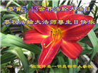 北京大法弟子恭贺世界法轮大法日暨师尊华诞(23条)