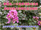 北京大法弟子恭贺世界法轮大法日暨师尊华诞(18条)