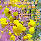 乡村大法弟子恭贺世界法轮大法日暨师尊华诞(27条)