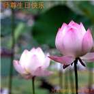 乡村大法弟子恭贺世界法轮大法日暨师尊华诞(27条)