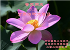 河北大法弟子恭贺世界法轮大法日暨师尊华诞(24条)