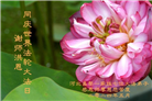 河北大法弟子恭贺世界法轮大法日暨师尊华诞(24条)