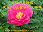 湖北大法弟子恭贺世界法轮大法日暨师尊华诞(24条)