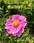 唐山大法弟子恭贺世界法轮大法日暨师尊华诞(26条)