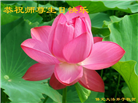 保定大法弟子恭贺世界法轮大法日暨师尊华诞(21条)
