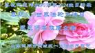 德州市大法弟子恭贺世界法轮大法日暨师尊华诞(26条)