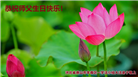 唐山大法弟子恭贺世界法轮大法日暨师尊华诞(26条)