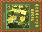 秦皇岛大法弟子恭贺世界法轮大法日暨师尊华诞(20条)