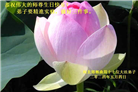 河北大法弟子恭贺世界法轮大法日暨师尊华诞(22条)