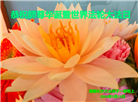 长沙大法弟子恭贺世界法轮大法日暨师尊华诞(22条)