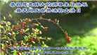 四川大法弟子庆祝世界法轮大法日(18条)