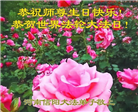 河南大法弟子庆祝世界法轮大法日(20条)