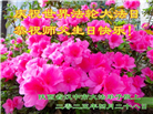 陕西大法弟子庆祝世界法轮大法日(19条)