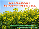 陕西大法弟子庆祝世界法轮大法日(19条)