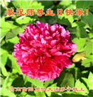 河南大法弟子庆祝世界法轮大法日(20条)