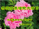 各行业大法弟子庆祝世界法轮大法日(27条)