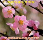 宁夏大法弟子庆祝世界法轮大法日(21条)