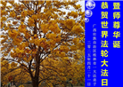 广西大法弟子庆祝世界法轮大法日(18条)