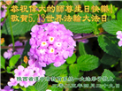 教育系统大法弟子庆祝世界法轮大法日(18条)