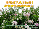 教育系统大法弟子庆祝世界法轮大法日(20条)
