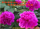 各行业大法弟子庆祝世界法轮大法日(27条)