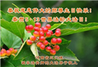 真善忍铭刻在心　狱中大法弟子恭贺师尊华诞