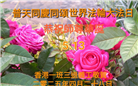 台湾、香港大法弟子庆祝世界法轮大法日