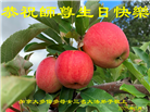 加拿大大法弟子庆祝世界法轮大法日