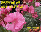 广东大法弟子庆祝世界法轮大法日(20条)